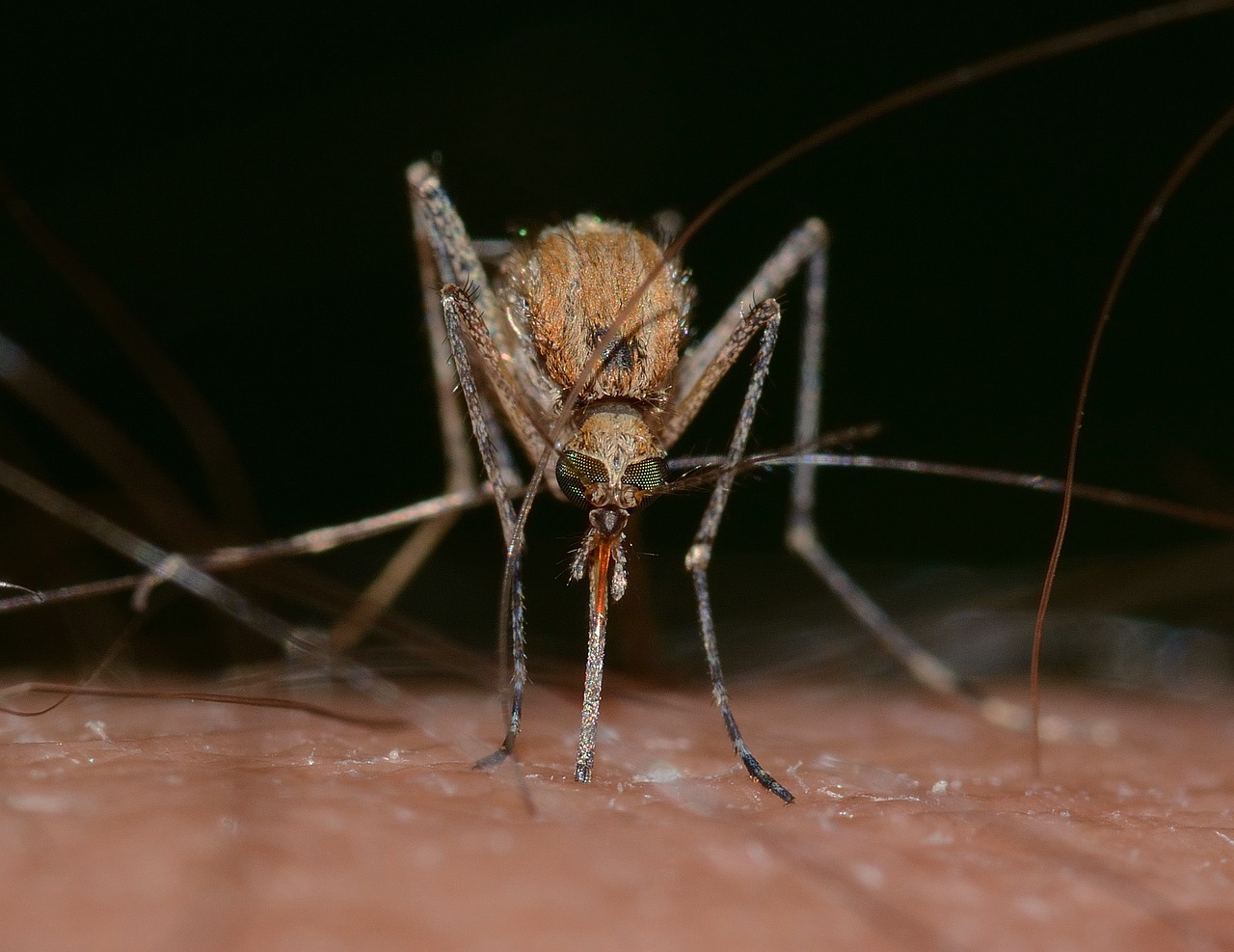 Natürlicher Mückenschutz: Effektive und umweltfreundliche Lösungen